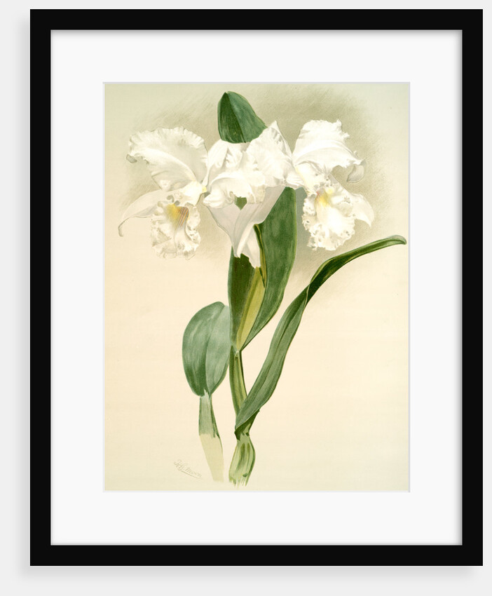 Cattleya mendelii quorndon house var by F. Sander