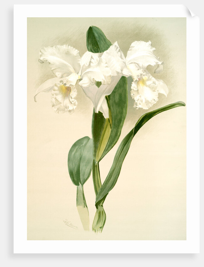 Cattleya mendelii quorndon house var by F. Sander