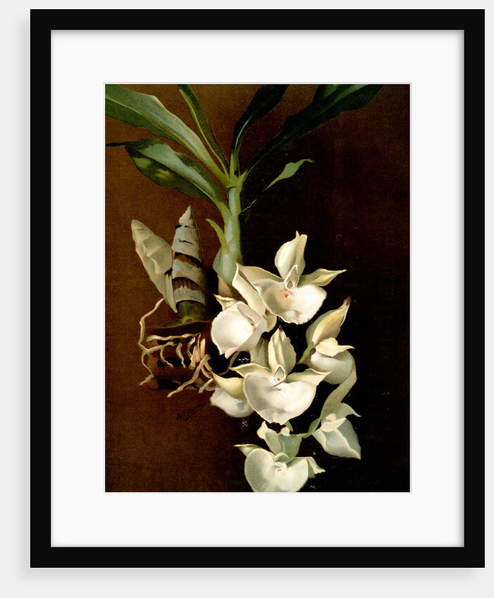 Catasetum bungerothii by F. Sander