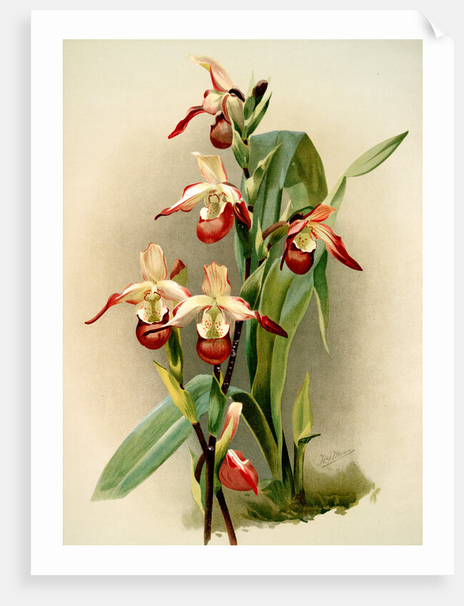 Cypripedium lemoinierianum by F. Sander