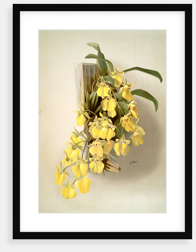 Onicidium concolor by F. Sander