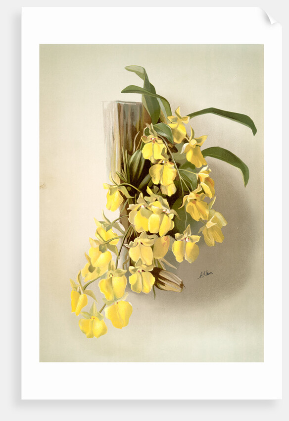 Onicidium concolor by F. Sander