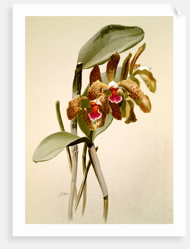 Cattleya granulosa var schofieldiana by F. Sander