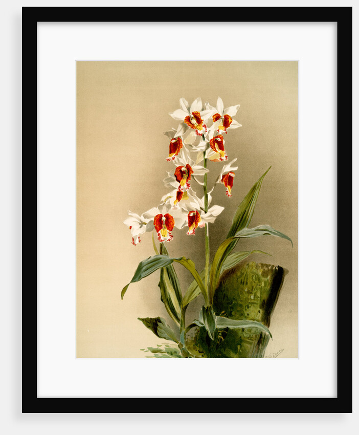 Phaius tuberculosus by F. Sander