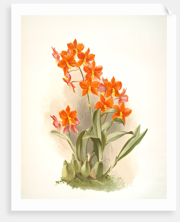 Epidendrum vitellinum by F. Sander