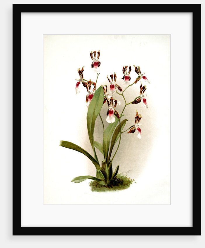 Odontoglossum schröderianum by F. Sander