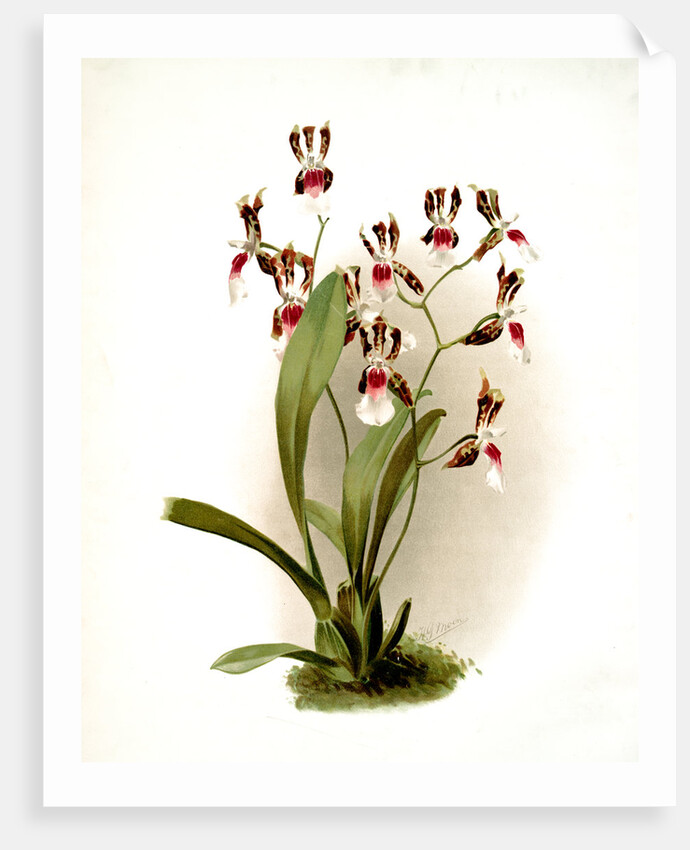 Odontoglossum schröderianum by F. Sander