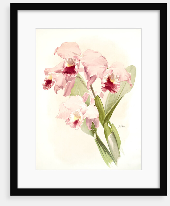 Cattleya labiata by F. Sander