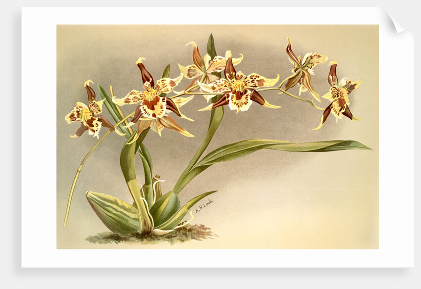 Odontoglossum Hallii xanthoglossum by F. Sander