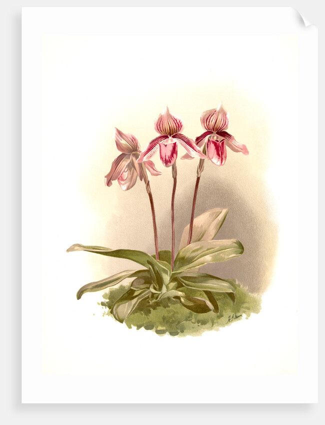 Cypripedium tautzianum by F. Sander