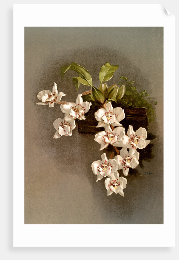 Odontoglossum cervantesii decorum by F. Sander