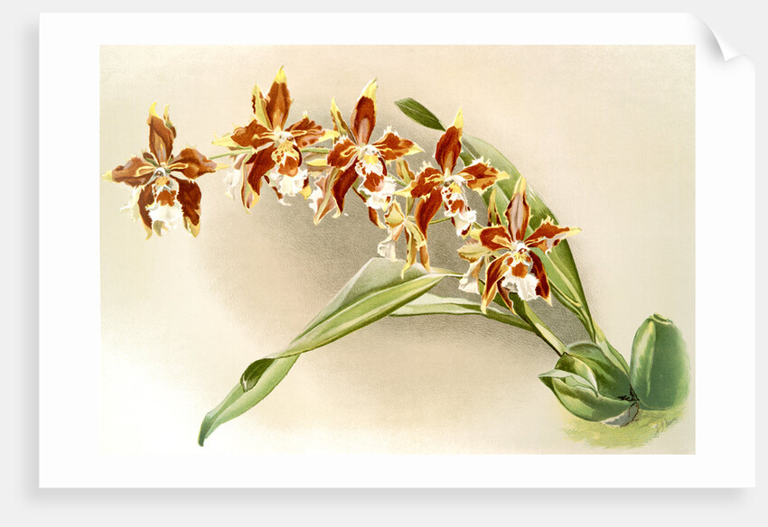 Odontoglossum luteo-purpureum by F. Sander