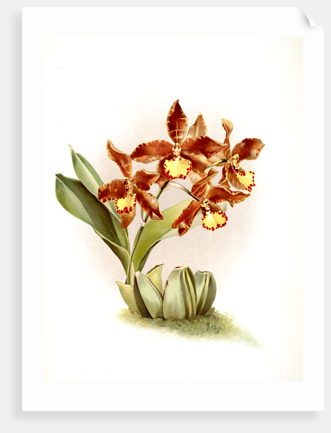 Odontoglossum insleayi splendens by F. Sander