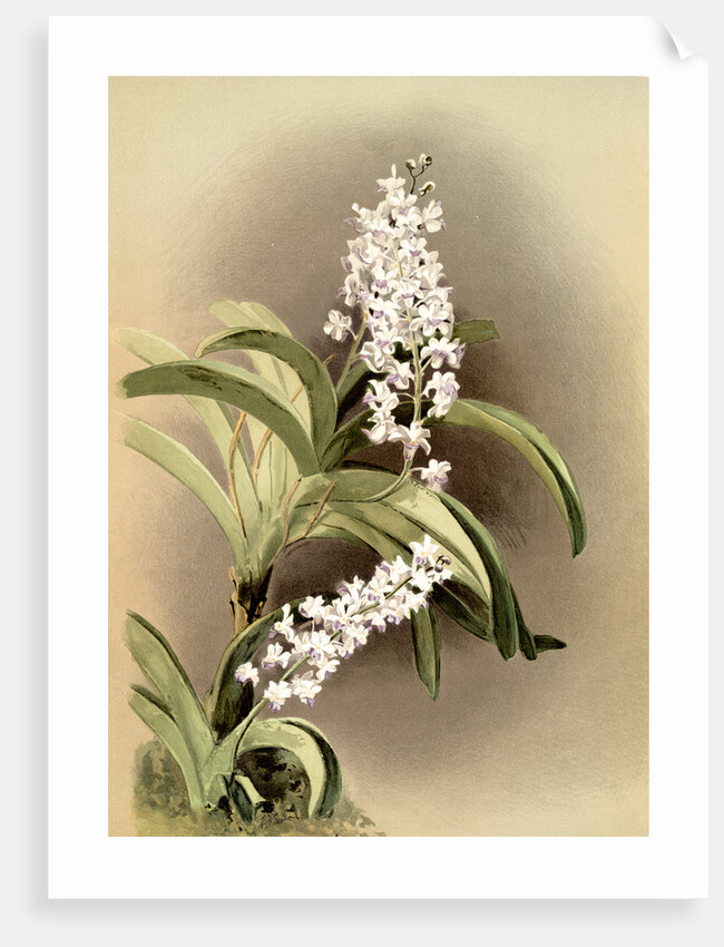 Saccolabium coeleste by F. Sander