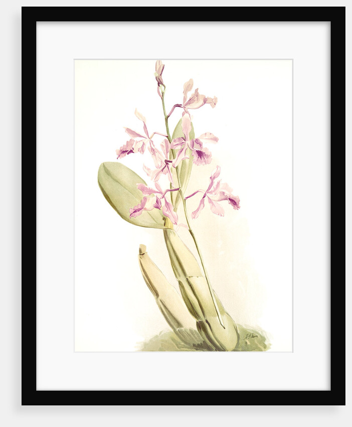 Schomburgkia sanderiana by F. Sander