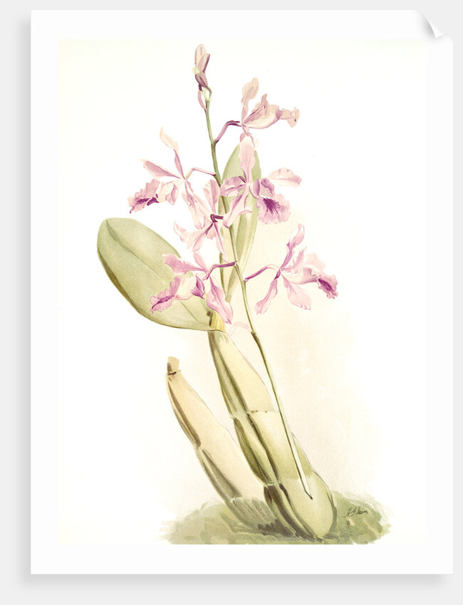 Schomburgkia sanderiana by F. Sander