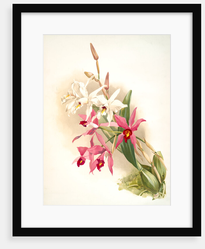 Laelia anceps Stella &amp; Barkeriana by F. Sander