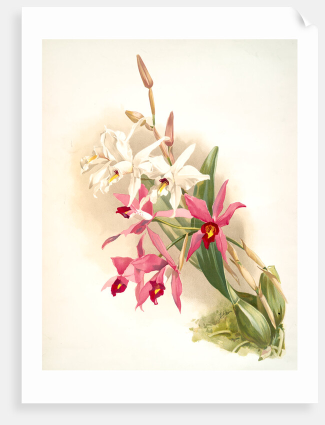 Laelia anceps Stella &amp; Barkeriana by F. Sander