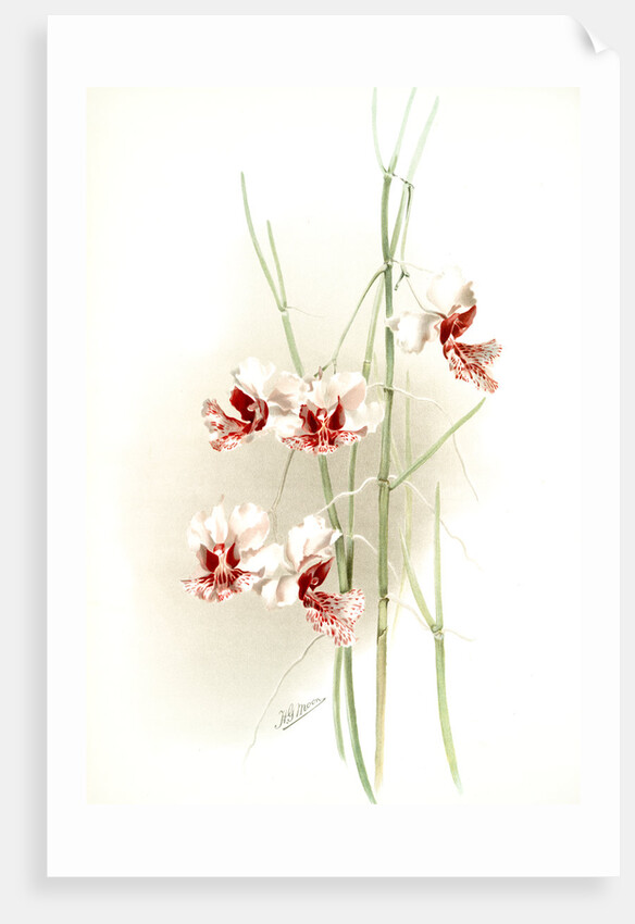 Vanda hookeriana by F. Sander