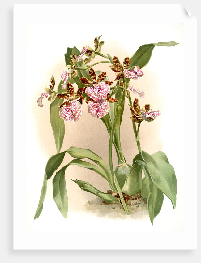 Zycopetalum intermedium by F. Sander