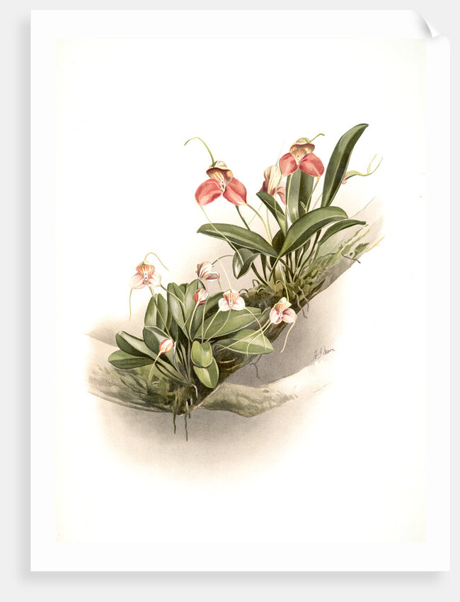 Masdevallia shuttleworthii and M. xanthocorys by F. Sander