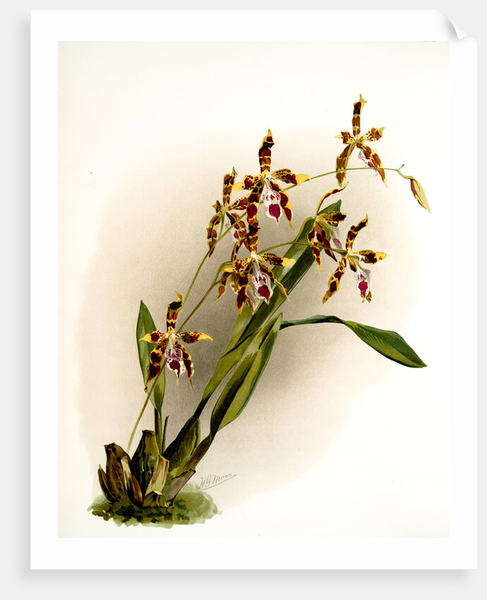 Odontoglossum wattianum by F. Sander