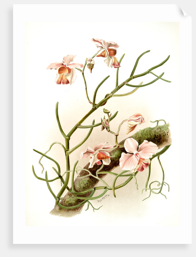 Vanda teres by F. Sander