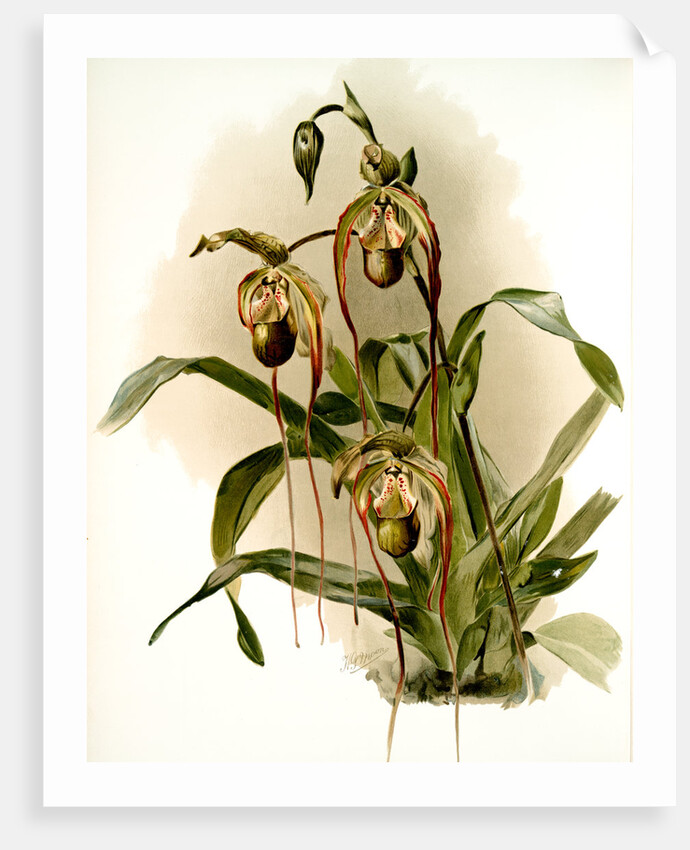 Selenipedium hybridum nitidissimum by F. Sander