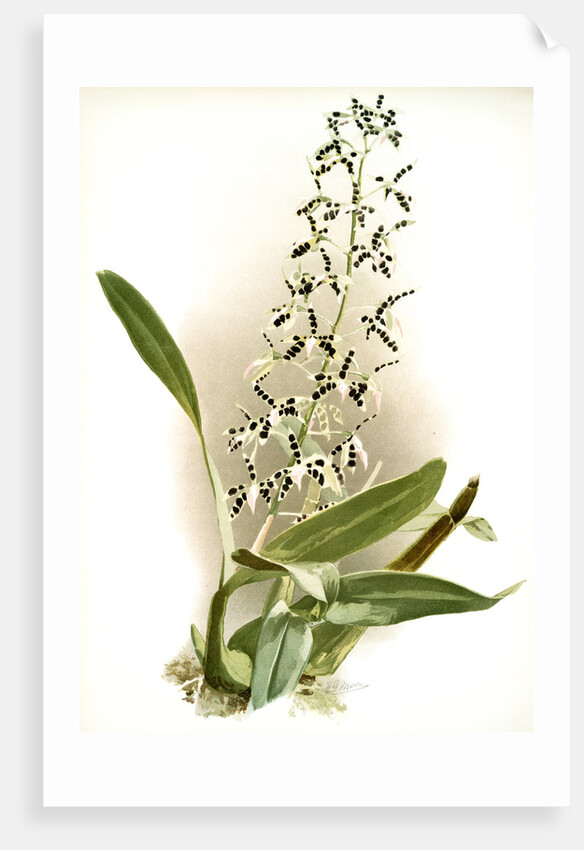 Epidendrum prismatocarpum by F. Sander