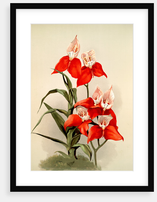 Disa grandiflora by F. Sander