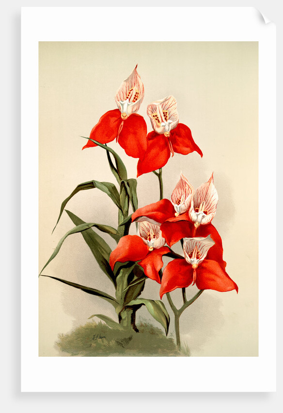 Disa grandiflora by F. Sander