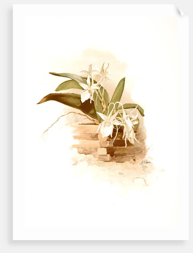 Angraecum humblotii by F. Sander