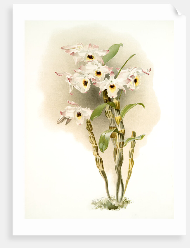 Dendrobium melanodiscus by F. Sander