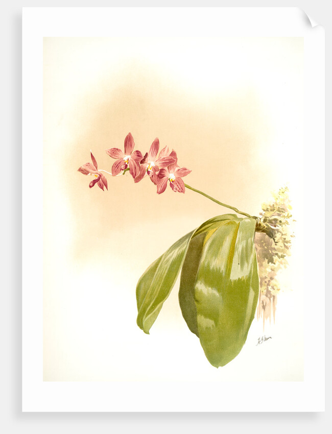 Phalaenopsis speciosa by F. Sander