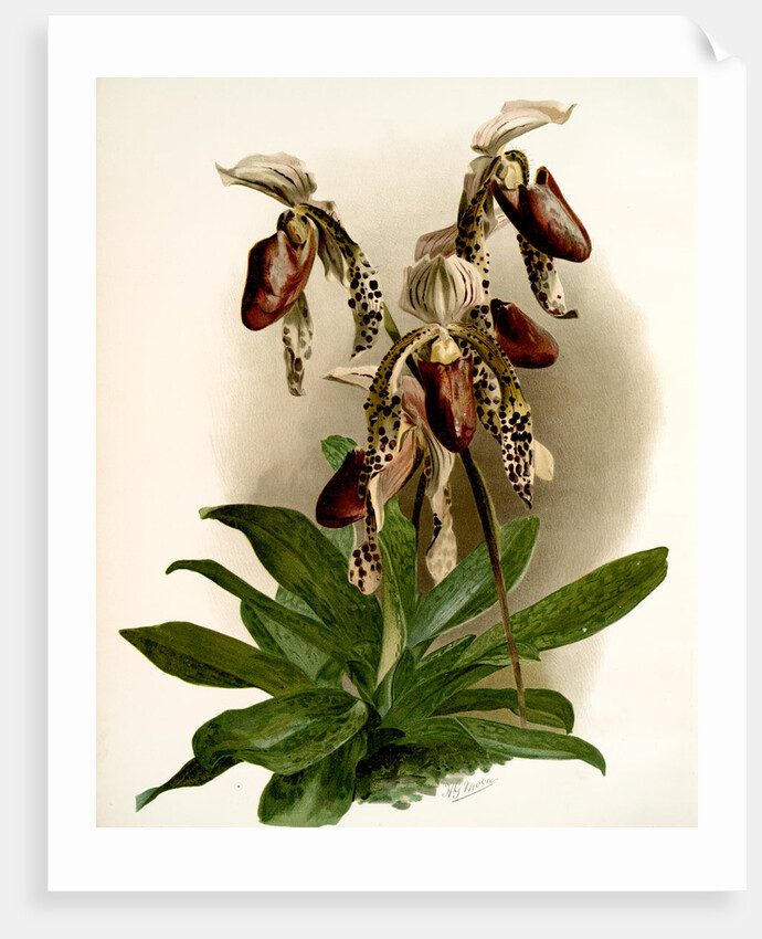 Cypripedium morganiae burfordiense by F. Sander