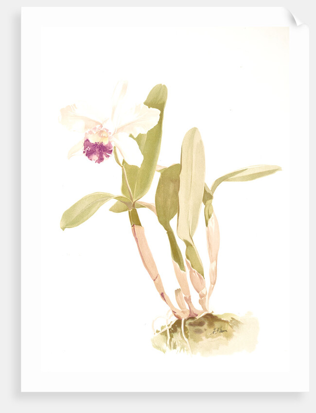 Cattleya (hybrida) parthenia by F. Sander