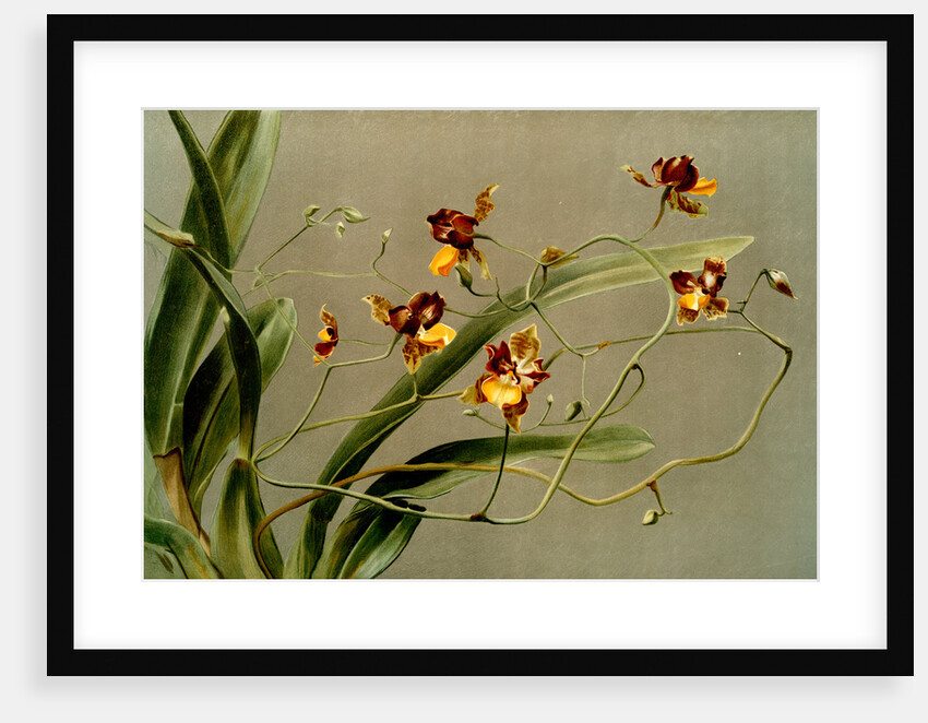 Oncidium loxense by F. Sander