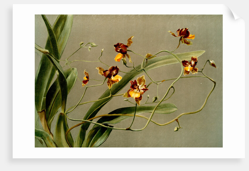 Oncidium loxense by F. Sander