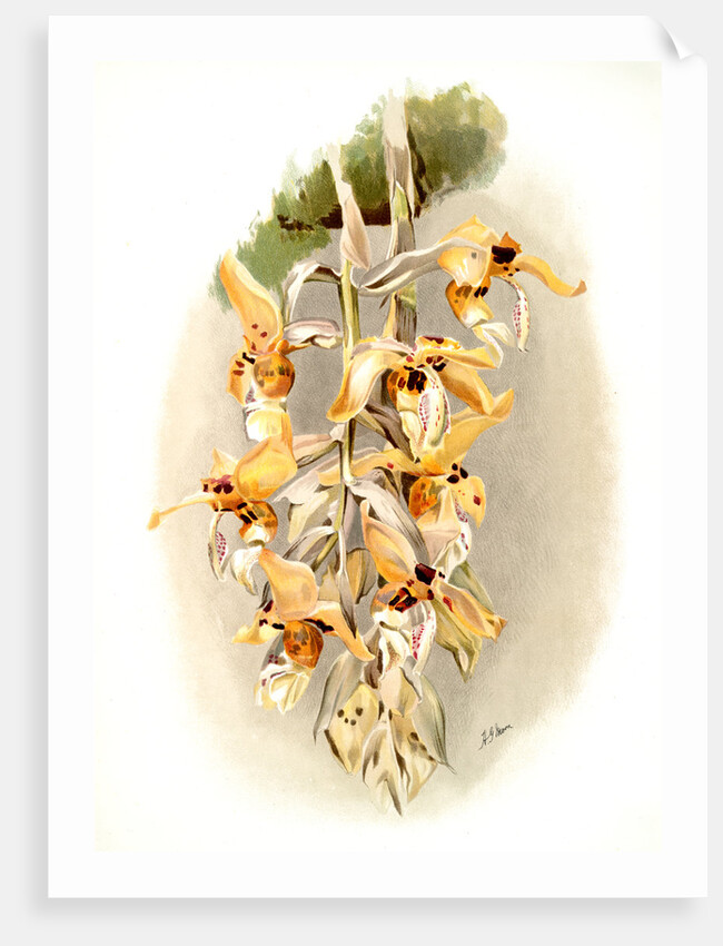 Stanhopea shuttleworthii by F. Sander