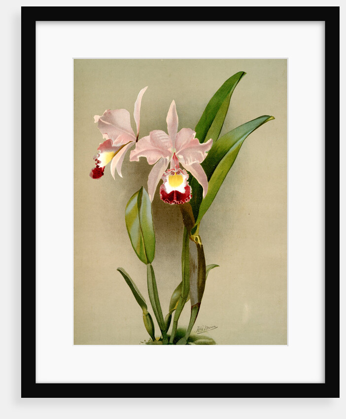 Cattleya ballantiniana by F. Sander