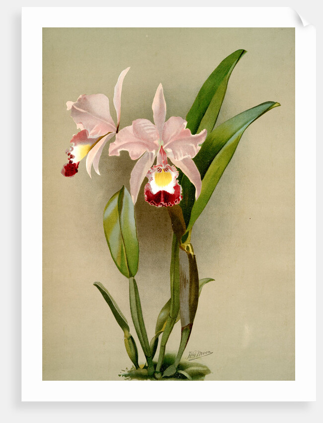 Cattleya ballantiniana by F. Sander