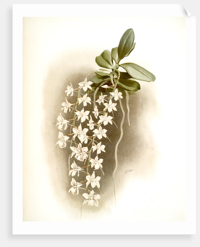 Angraecum articulatum by F. Sander