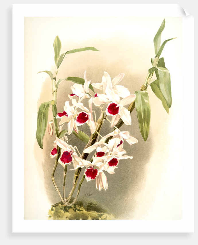 Dendrobium leechianum by F. Sander