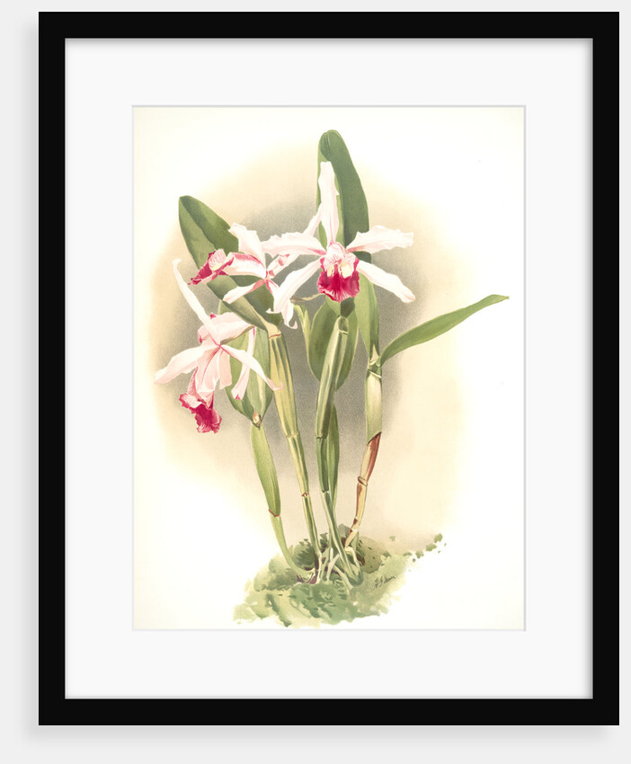 Laelia elegans schilleriana by F. Sander