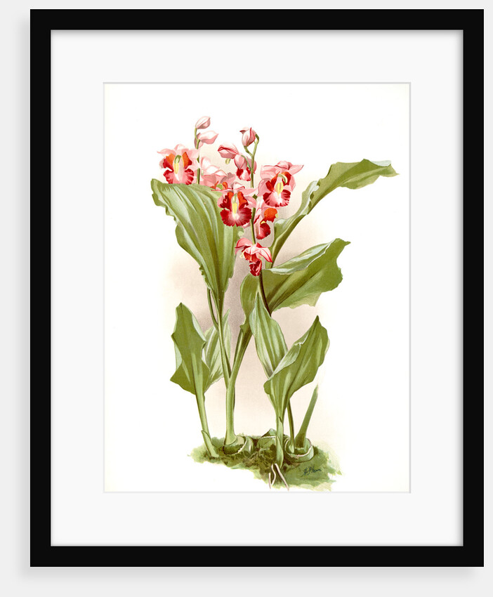 Phajus humblotii by F. Sander