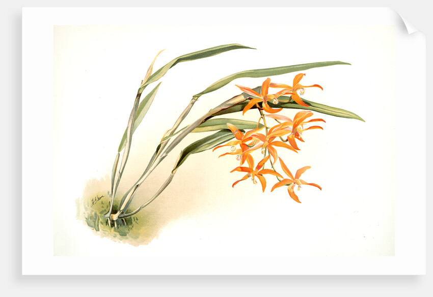 Laella harpophylla by F. Sander