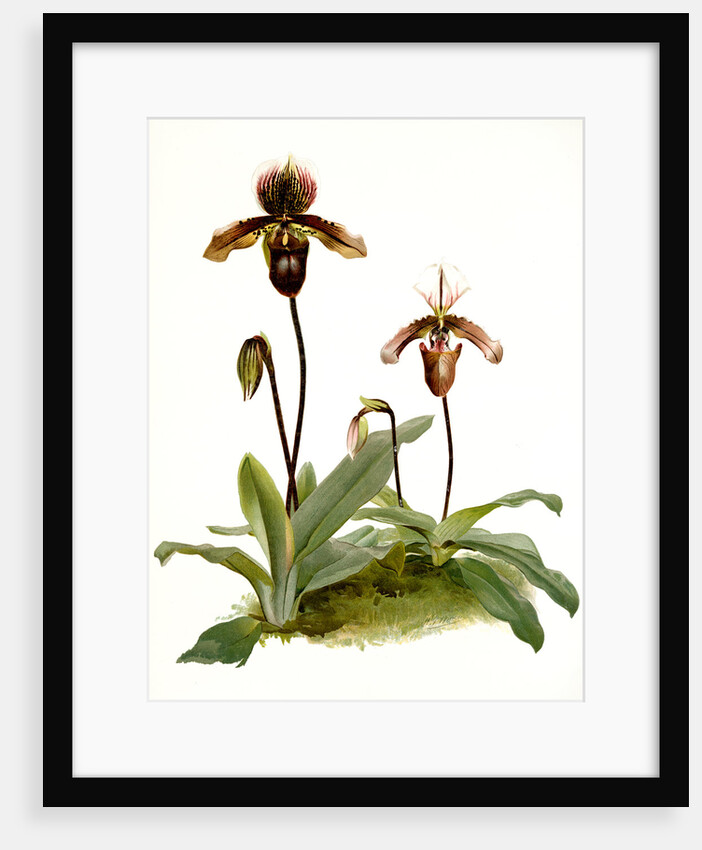Cypripedium (hybridum) pollettianum; Cypripedium (hybridum) maynardii by F. Sander