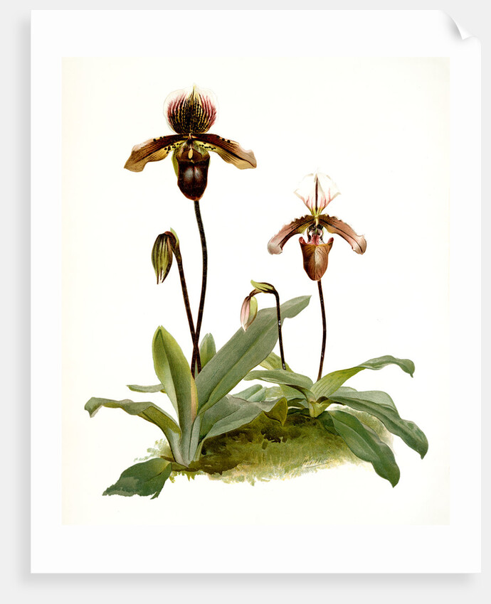 Cypripedium (hybridum) pollettianum; Cypripedium (hybridum) maynardii by F. Sander