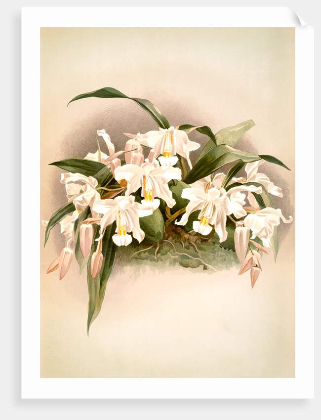 Coelogyne cristata maxima by F. Sander