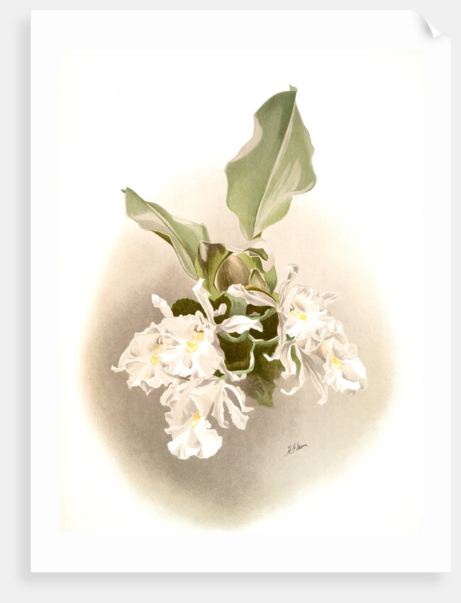 Trischopilia suavis alba by F. Sander